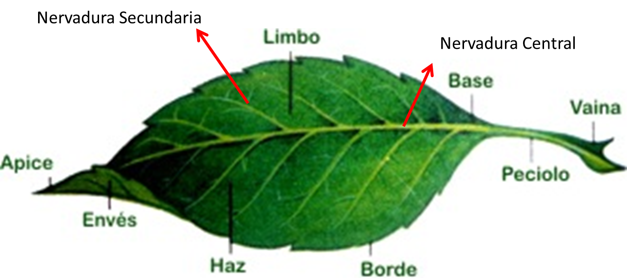 Resultado de imagen para estructura de las hojas